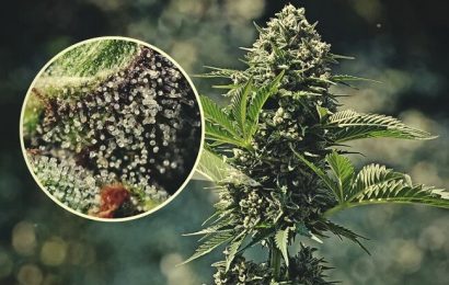Four Proven Ways of Enhancing Trichome Production