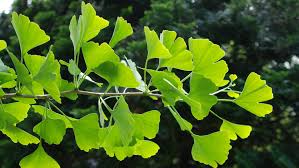 Why Ginkgo Biloba Extract Used For Memory Loss?