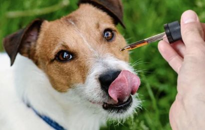 Utilize The Most Ultimate Process Involved In Using CBD Oil For Dogs