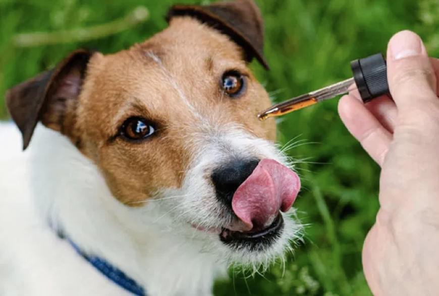 Utilize The Most Ultimate Process Involved In Using CBD Oil For Dogs