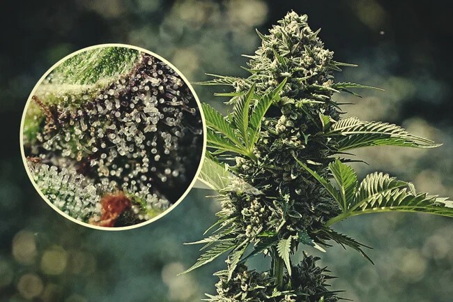 Four Proven Ways of Enhancing Trichome Production