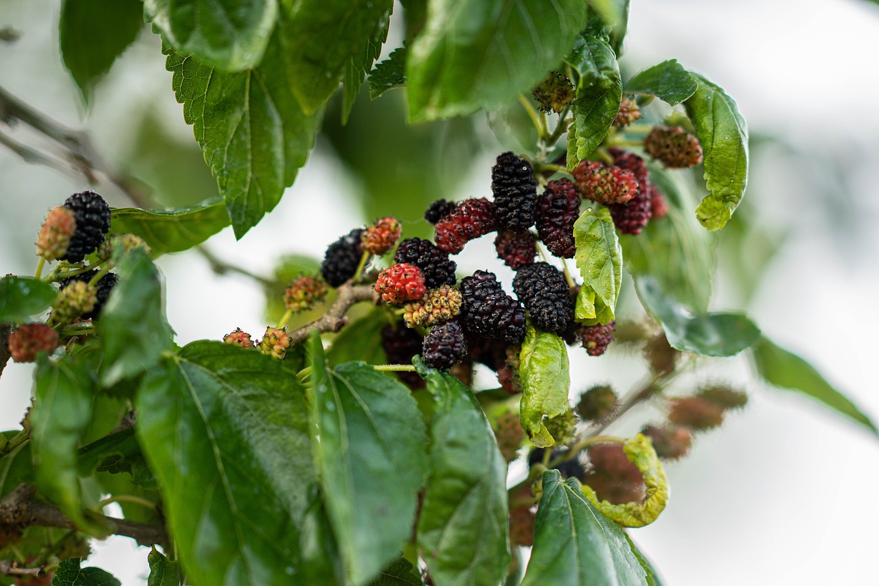 Mulberry fruit, spring, eat — 2026 Top Rated Dental Insurance Plans – Protect Your Smile Effortlessly